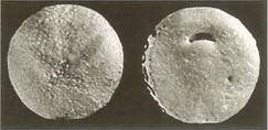 Top and bottom photos of agassizia mossomi