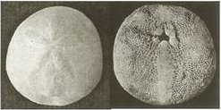 Top and bottom photos of rhyncholampas gouldi